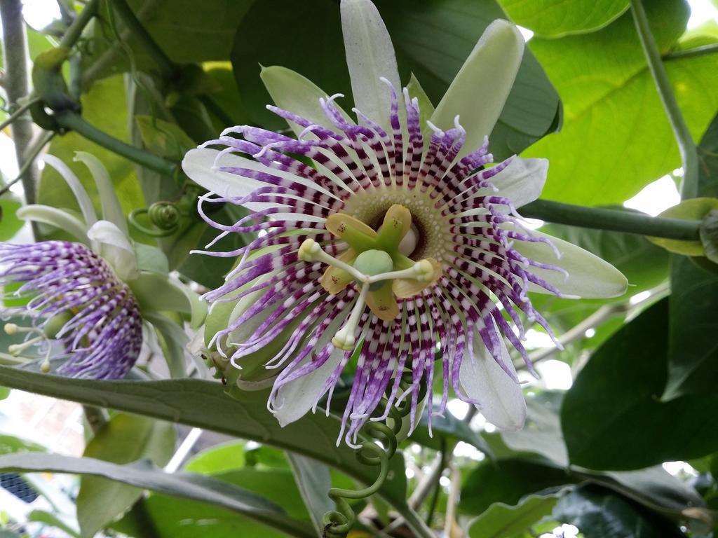 Готель Mangala Flora Нувара-Елія Екстер'єр фото